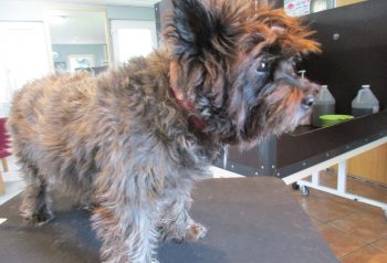 Hundesalon alt for hunden - før og efter Frida