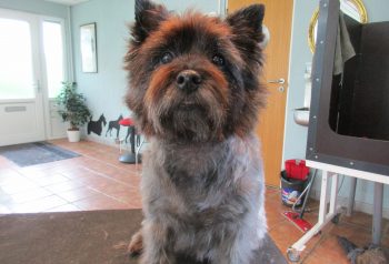 Hundesalon alt for hunden - før og efter Frida