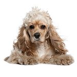 Priser hundesalon 2019 - Amerikansk Cocker