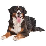 Berner Sennen