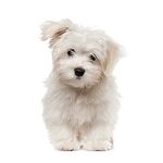 Priser hundesalon 2019 - Frisé 