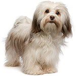 Bichon Havanese