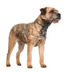 Border Terrier