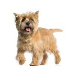 Cairn Terrier