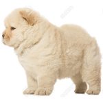Chow Chow