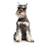Dværgschnauzer
