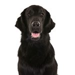 Flat Coated Retriever