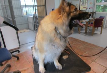 Hundesalon alt for hunden - før og efter Ladi
