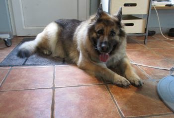 Hundesalon alt for hunden - før og efter Ladi