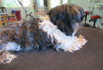 Hundesalon alt for hunden - før og efter Molly
