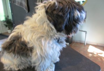 Hundesalon alt for hunden - før og efter Pippi