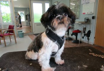 Hundesalon alt for hunden - før og efter Molly