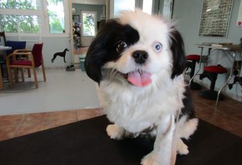 Hundesalon alt for hunden - før og efter Bastian