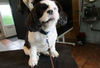 Hundesalon alt for hunden - før og efter Bastian