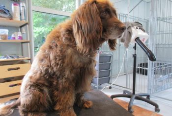 Hundesalon alt for hunden - før og efter Tajs