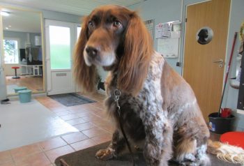 Hundesalon alt for hunden - før og efter Tajs