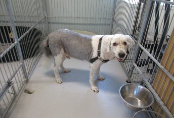 Hundesalon alt for hunden - før og efter Lukas