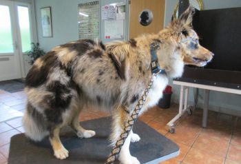 Hundesalon alt for hunden - før og efter Cody