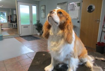 Hundesalon alt for hunden - før og efter Toffee