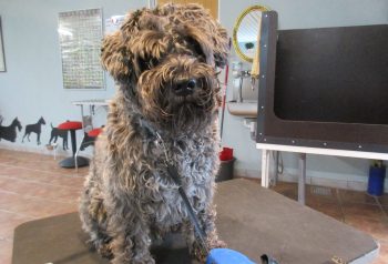 Hundesalon alt for hunden - før og efter Simba