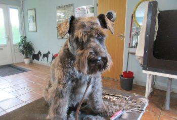 Hundesalon alt for hunden - før og efter Simba