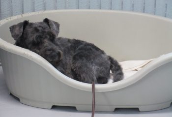 Hundesalon alt for hunden - før og efter Simba