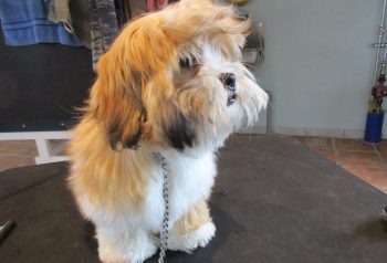 Hundesalon alt for hunden - før og efter Alvin
