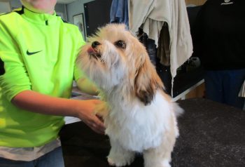 Hundesalon alt for hunden - før og efter Alvin