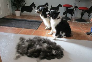 Hundesalon alt for hunden - før og efter Molly & Bailey