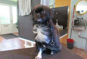Hundesalon alt for hunden - før og efter Fille