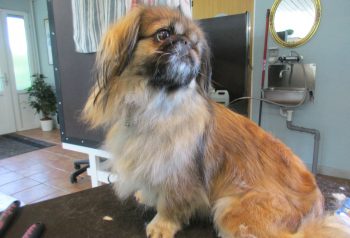 Hundesalon alt for hunden - før og efter Felix