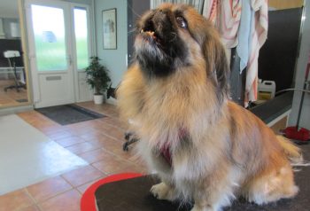 Hundesalon alt for hunden - før og efter Felix