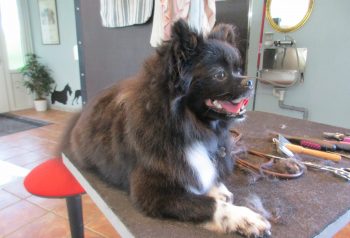 Hundesalon alt for hunden - før og efter Fille