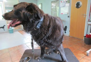 Hundesalon alt for hunden - før og efter Trunte