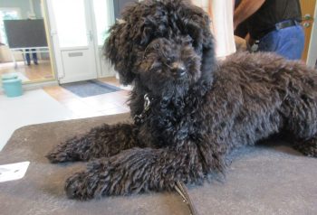 Hundesalon alt for hunden - før og efter Amigo
