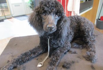 Hundesalon alt for hunden - før og efter Amigo