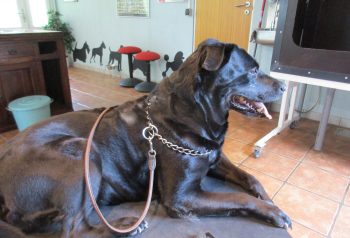 Hundesalon alt for hunden - før og efter Sasja