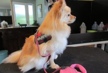 Hundesalon alt for hunden - før og efter Tika
