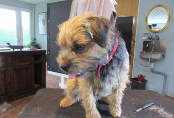 Hundesalon alt for hunden - før og efter Huxi