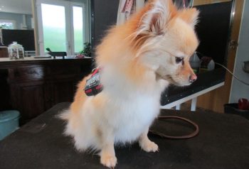 Hundesalon alt for hunden - før og efter Tika