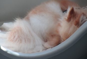 Hundesalon alt for hunden - før og efter Tika