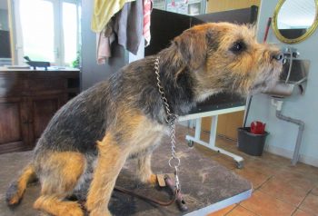 Hundesalon alt for hunden - før og efter Huxi