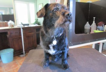 Hundesalon alt for hunden - før og efter Albert