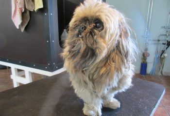 Hundesalon alt for hunden - før og efter Lukas