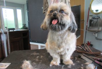 Hundesalon alt for hunden - før og efter Lukas