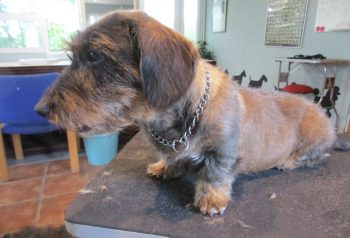 Hundesalon alt for hunden - før og efter Emil