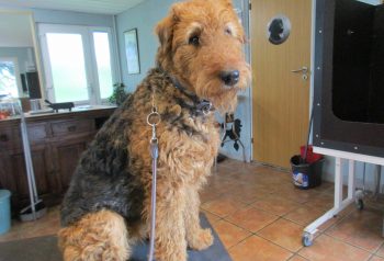 Hundesalon alt for hunden - før og efter Betti