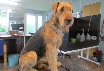 Hundesalon alt for hunden - før og efter Betti