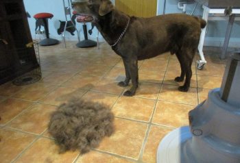 Hundesalon alt for hunden - før og efter Sofus