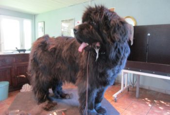 Hundesalon alt for hunden - før og efter Newfi